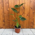 Monstera skvelá (Monstera deliciosa) - výška 40-45 cm, kont. C1.5L